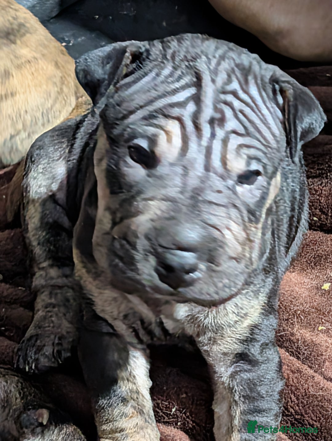 Mixed Breed dogs for sale: Shar pei cross cane corso - Advert 2