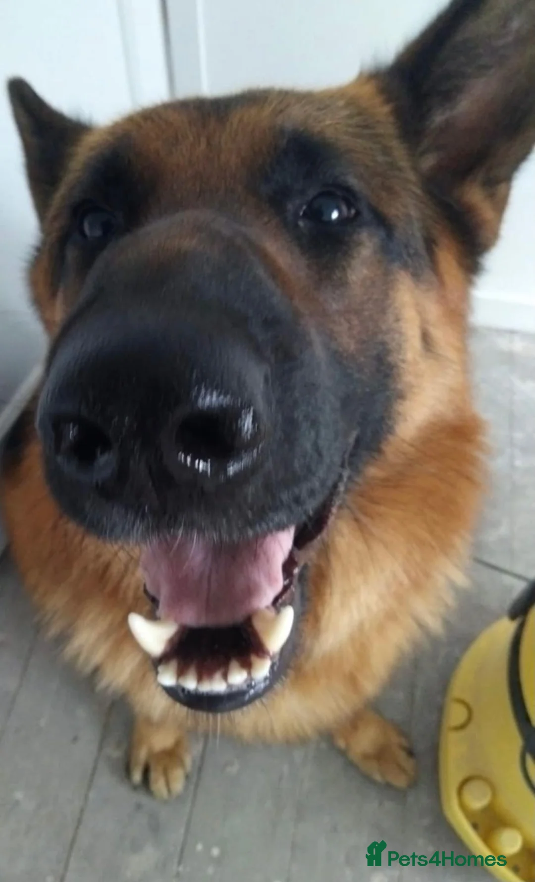 German Shepherd dogs for stud: German Shepherd Stud (Bear) - Advert 24