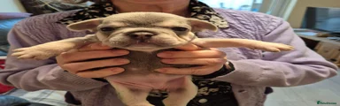 French Bulldog Puppy 2