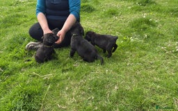 Labrador Retriever dogs for sale: Gorgeous black lab pups - Image 4