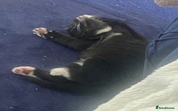 Mixed Breed cats for sale: Black & white kittens need their forever homes - Image 11
