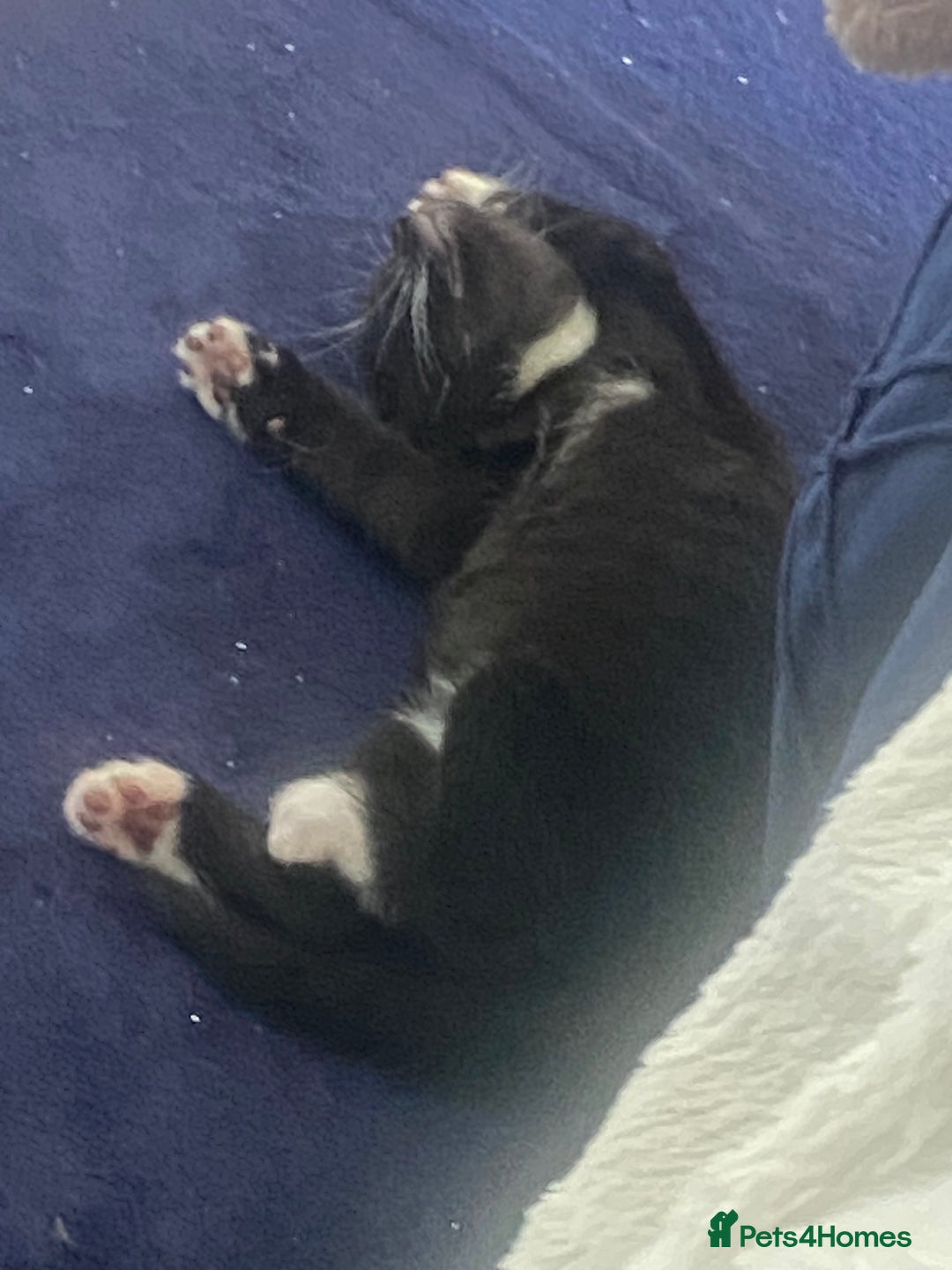 Mixed Breed cats for sale: Black & white kittens need their forever homes - Image 11