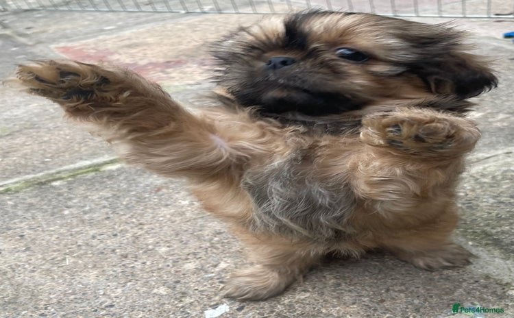 Shih Tzu dogs - Advert 4