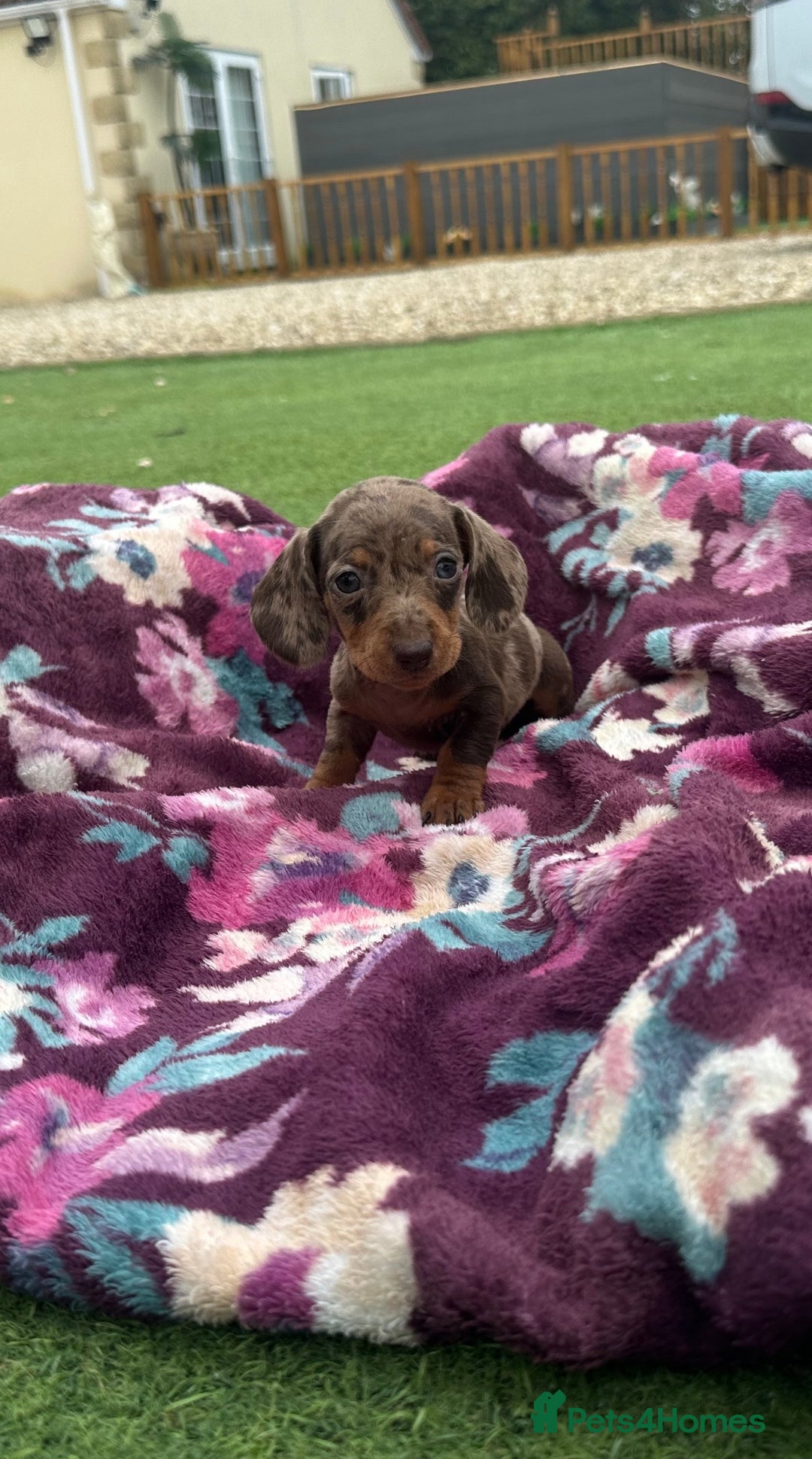 Miniature Dachshund dogs for sale: 6 mini dachshund puppies  - Image 3