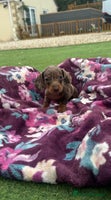 Miniature Dachshund dogs - Advert 2