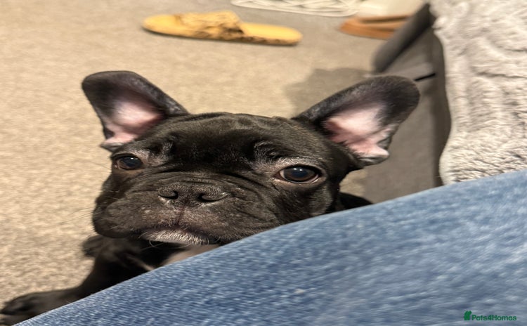 French Bulldog dogs - Advert 13