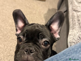 French Bulldog dogs - Advert 34