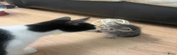 Mixed Breed cats for sale: Kittens  - Advert 2