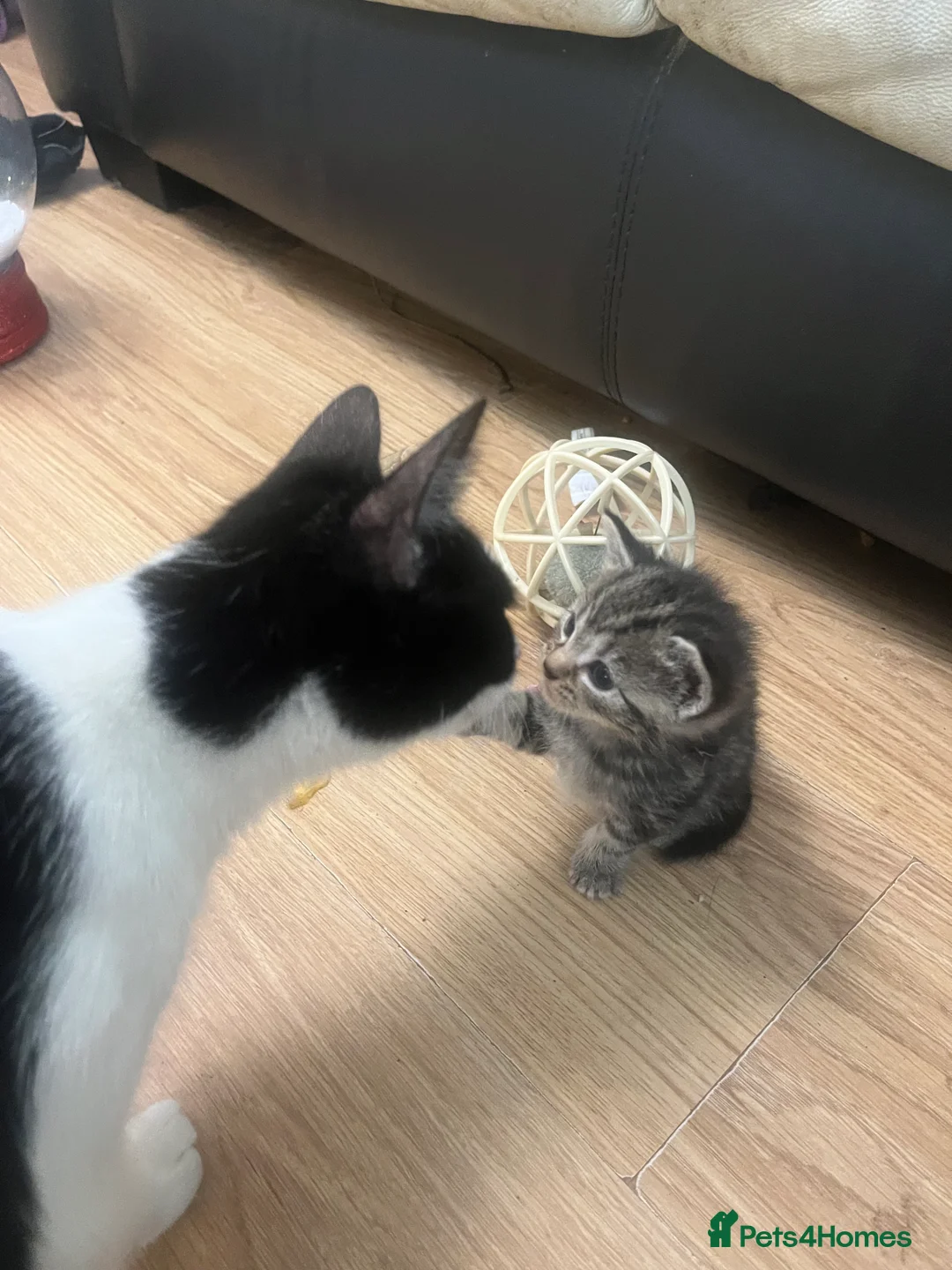 Mixed Breed cats for sale: Kittens  - Advert 2