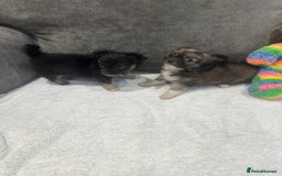 Chihuahua dogs for sale: chihuahuas puppies for sale  - Advert 5