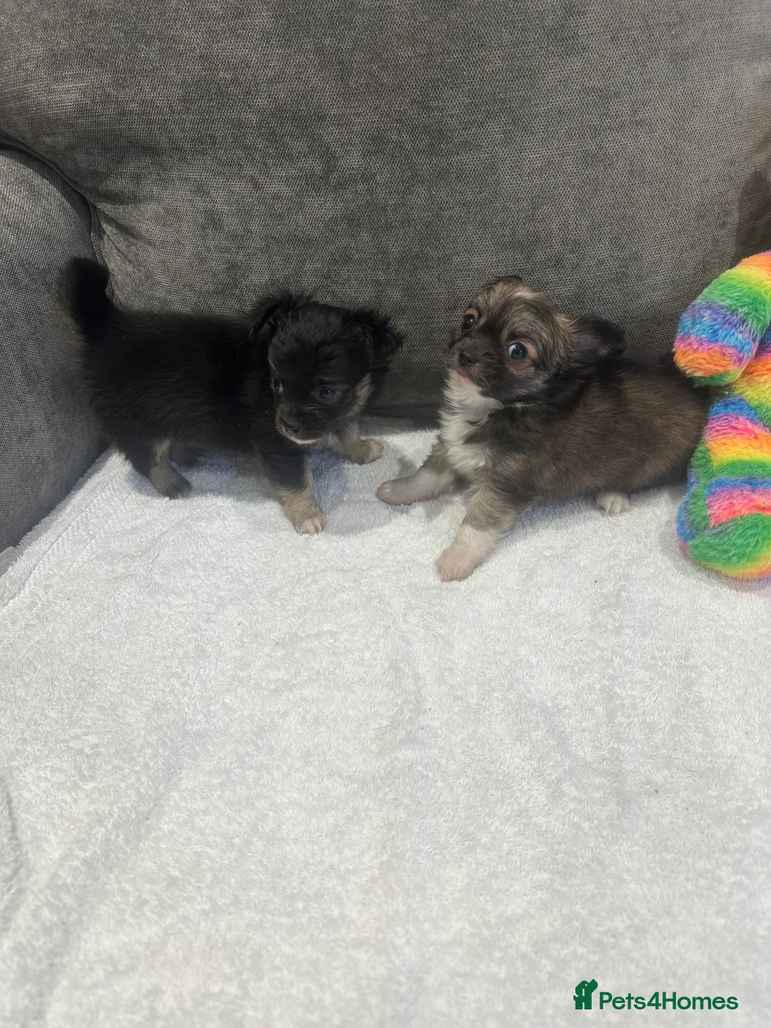 Chihuahua dogs for sale: chihuahuas puppies for sale  - Advert 5