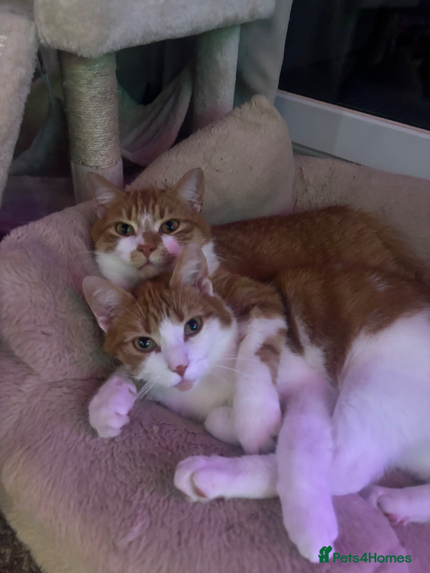 Mixed Breed cats Two beautiful boys needing a forever home🤍 - Advert 2