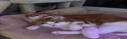 Mixed Breed cats for sale: Two beautiful boys needing a forever home🤍 in Ashby-de-la-Zouch - Advert 1