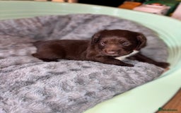 Sprocker dogs for sale: Beautiful litter of working type sprockers  - Image 9