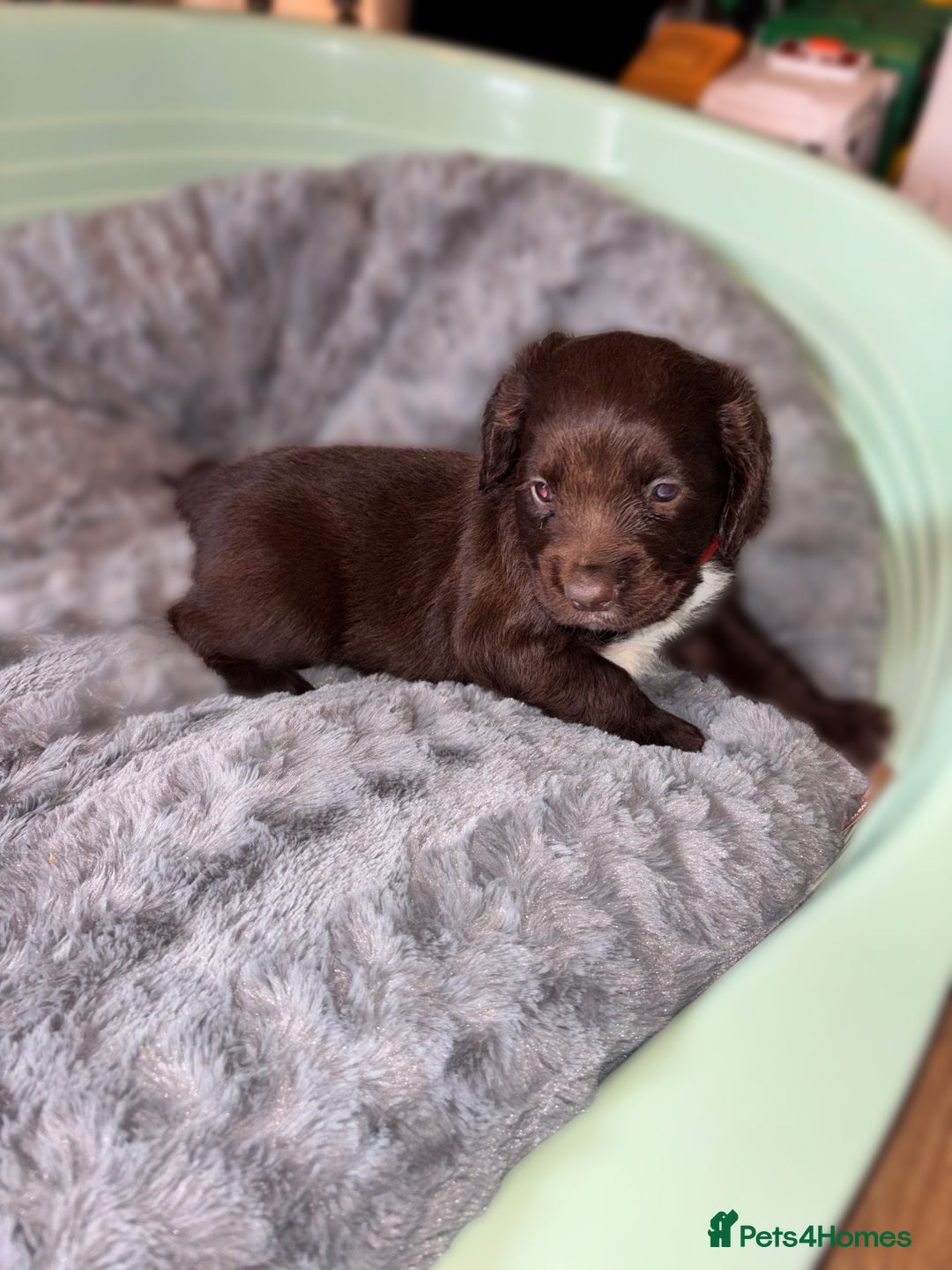 Sprocker dogs for sale: Beautiful litter of working type sprockers  - Image 9