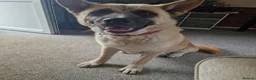 Mixed Breed dogs for sale: Akita / Russian sheep dog puppys - Advert 5