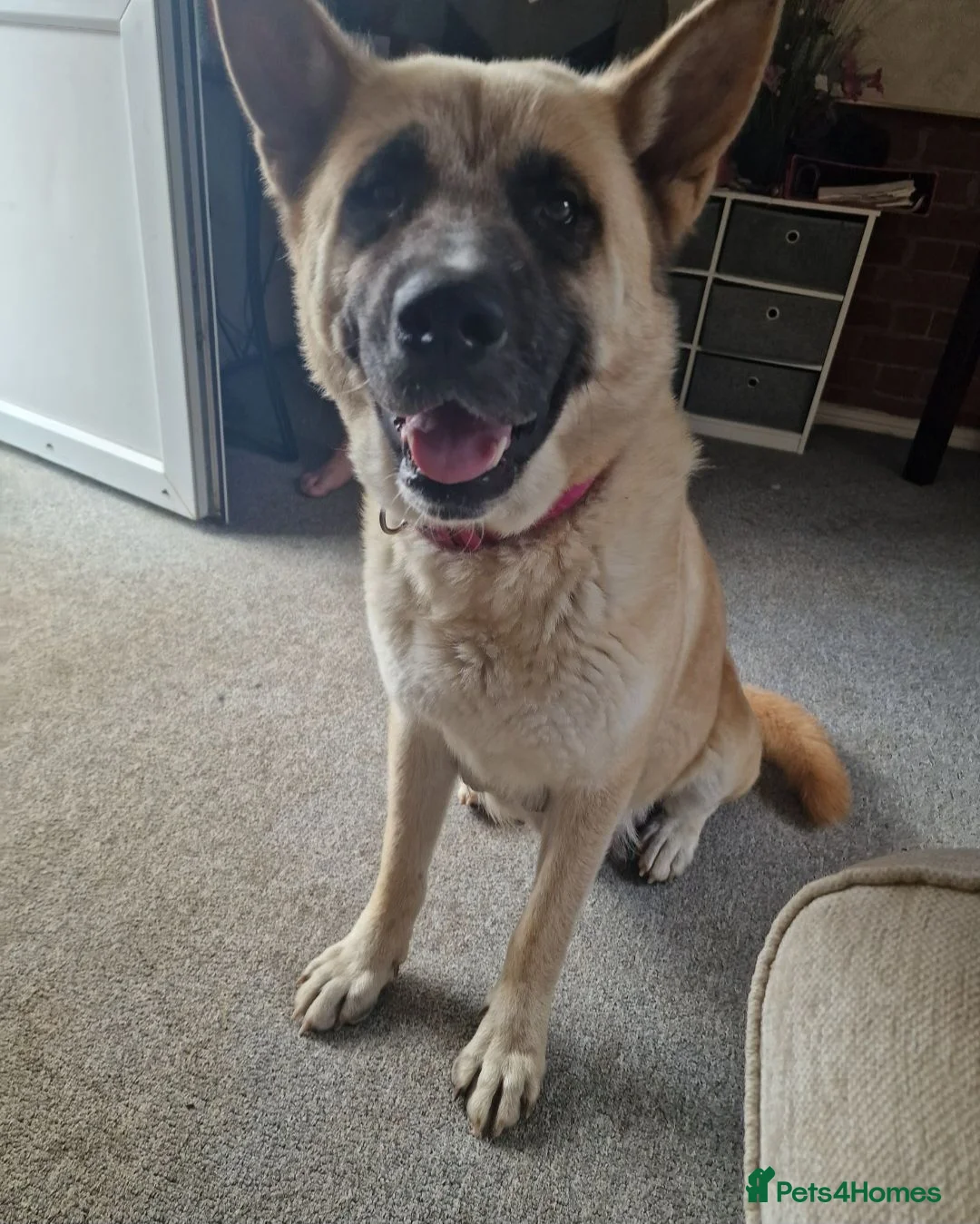 Mixed Breed dogs for sale: Akita / Russian sheep dog puppys - Advert 5