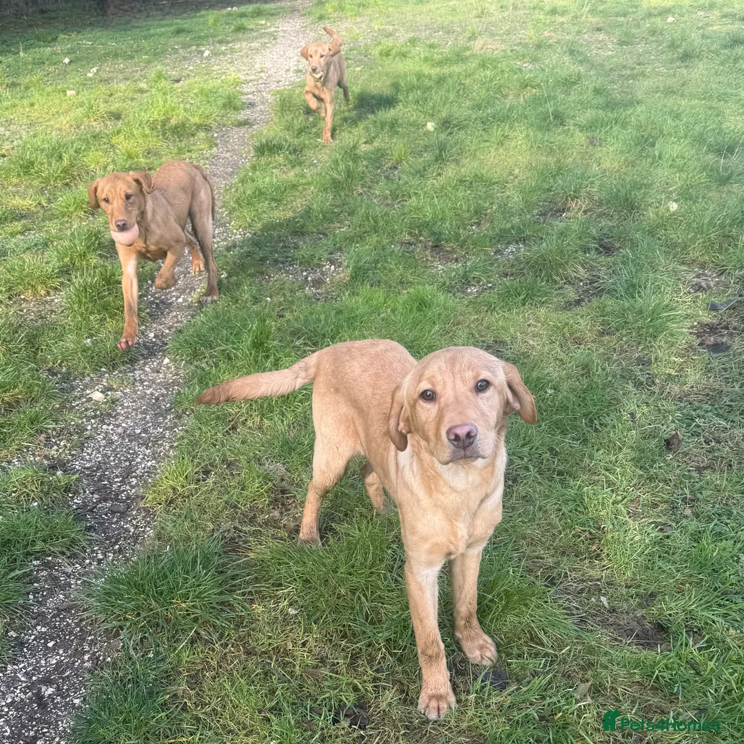 Labrador Retriever dogs for sale: 🧡 Older Yellow & Red RKC Labrador Boys 💛 - Advert 25