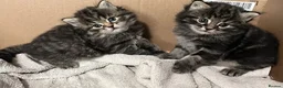 Siberian cats for sale: Your Perfect Siberian Forest Kitten Awaits in Bristol - Advert 2