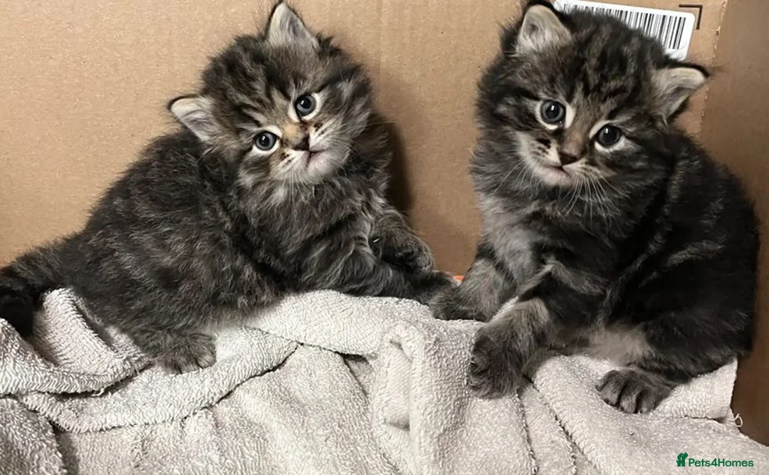Siberian cats for sale: Your Perfect Siberian Forest Kitten Awaits in Bristol - Advert 2