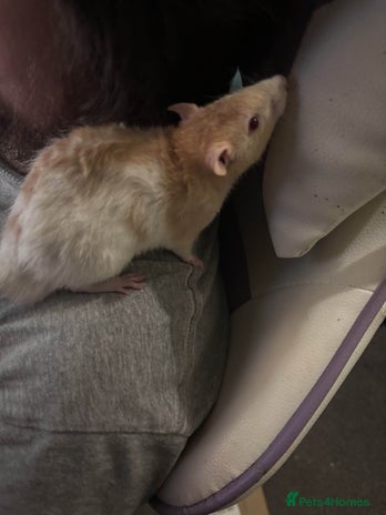 Rat rodents - Advert 3