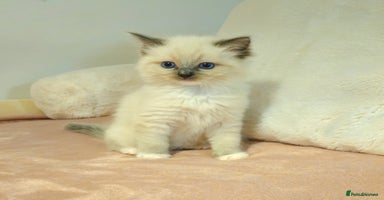 Ragdoll cats - Advert 12