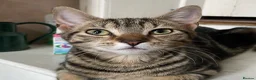 Domestic Shorthair cats for adoption: Maisie, approx 6 month old kitten  - Advert 1