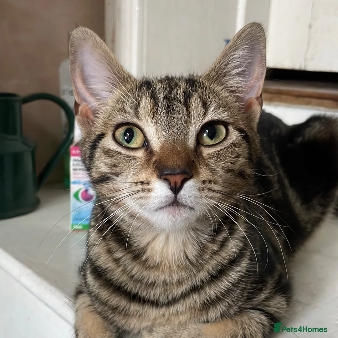 Domestic Shorthair cats for adoption: Maisie, approx 6 month old kitten  - Advert 1