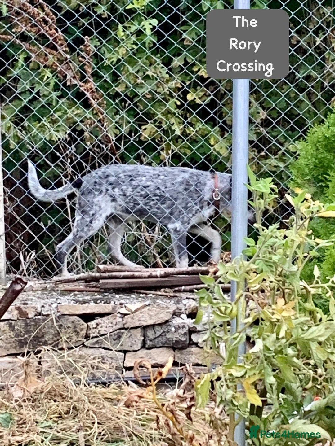 Mixed Breed dogs for adoption: Rory, 6-7 months approx. Available for adoption. - Advert 15