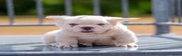 French Bulldog dogs for sale: VISUAL FLUFFY FRENCHIE CREAM HIGH DNA HEALTH TESTD - Advert 4