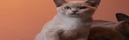 Burmese cats for sale: Beautiful Healthy Burmese  - Advert 23