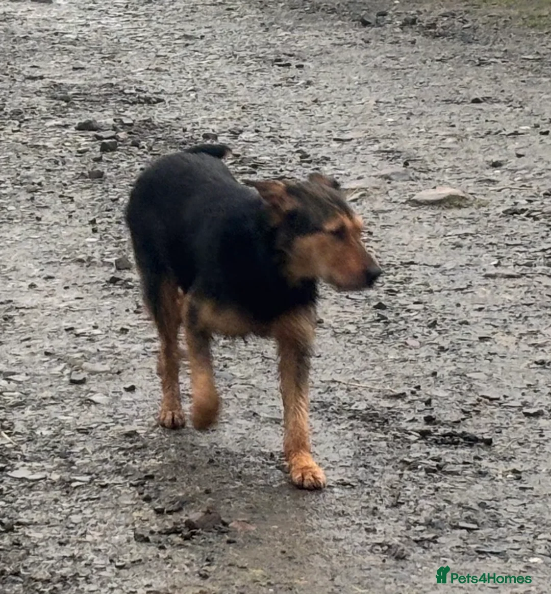 Mixed Breed dogs for sale: Adorable Bundles of Joy - Advert 5