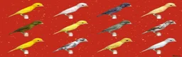 Canaries birds for sale: Canary  - Advert 5