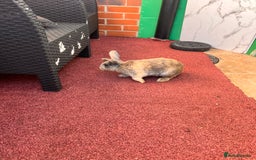English Lop rabbits for sale: Coco and cookie  - Image 5