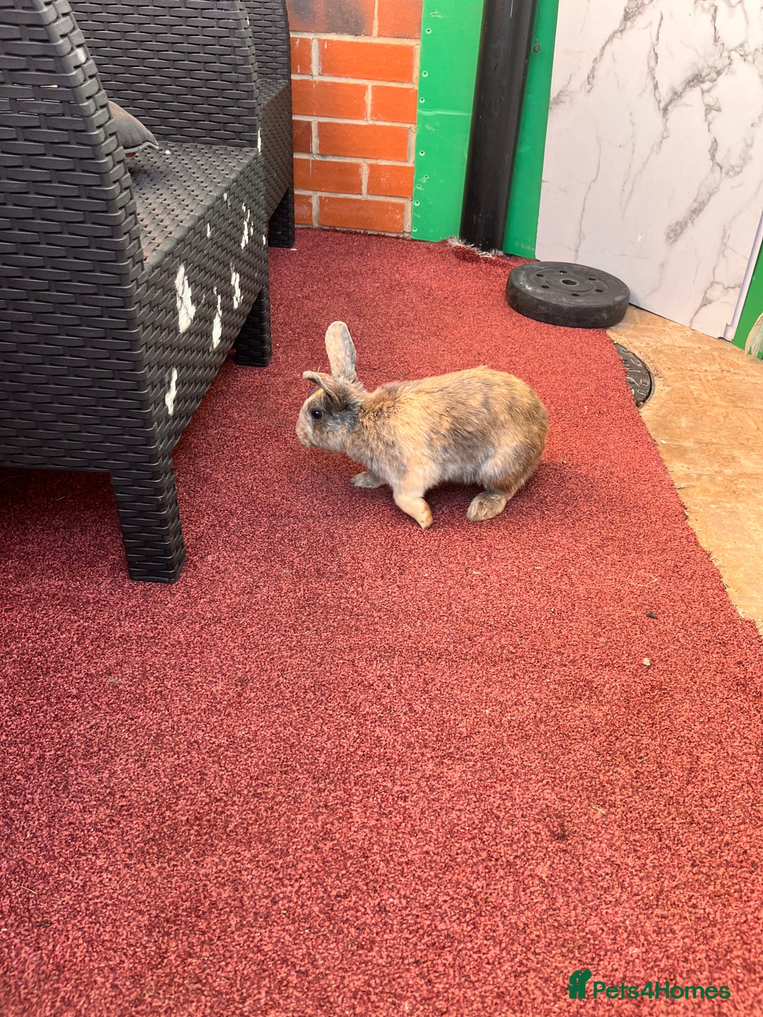 English Lop rabbits for sale: Coco and cookie  - Image 5