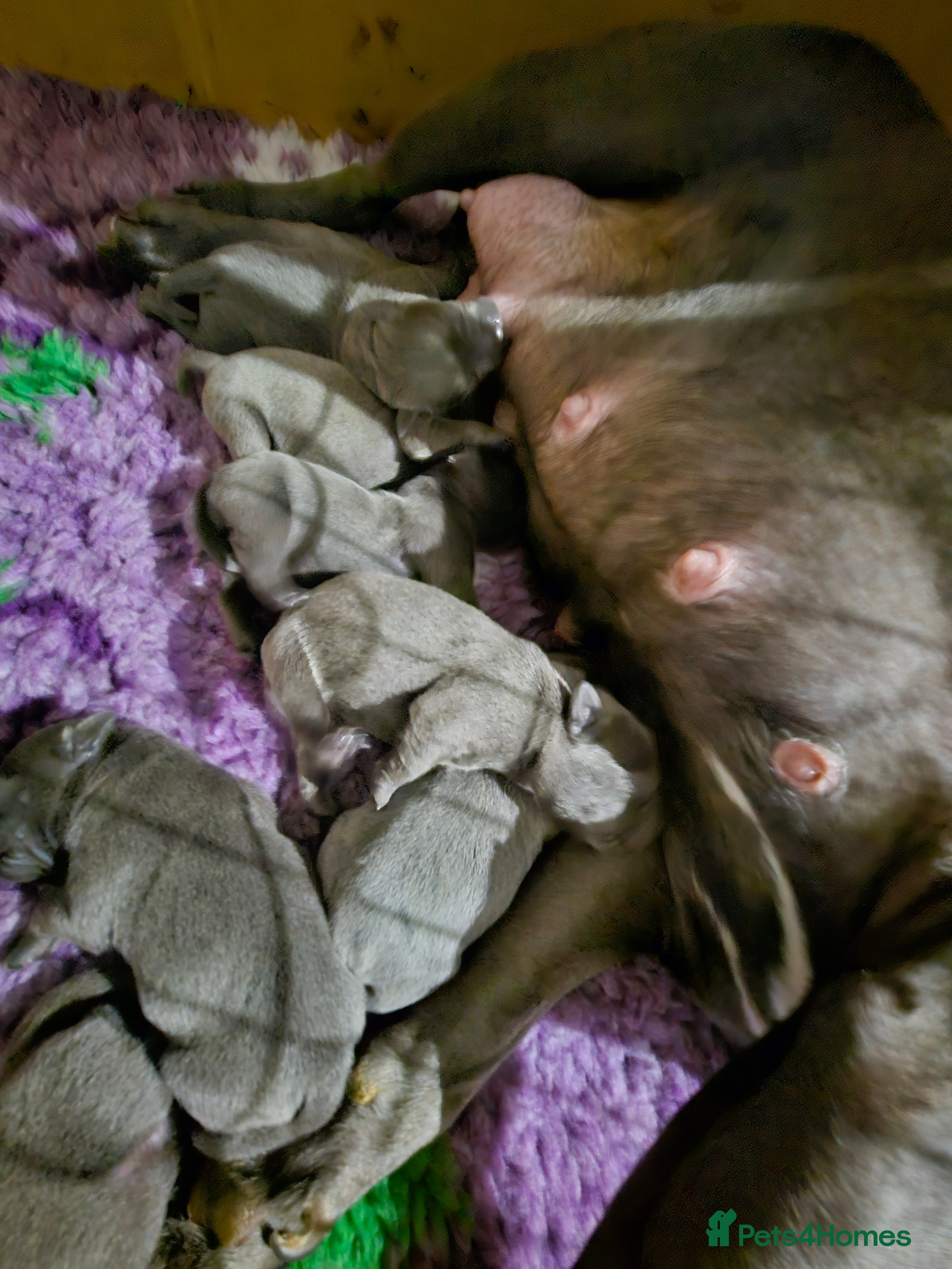 Staffordshire Bull Terrier dogs Beautiful chunky blues! - Advert 1