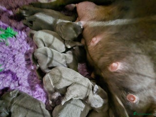 Staffordshire Bull Terrier dogs Beautiful chunky blues! - Advert 1