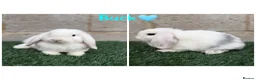 Mini Lop rabbits for sale: Pure breed mini lops  - Advert 4
