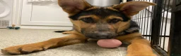 German Shepherd dogs for sale: German shepherd  - Advert 6