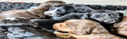 Cocker Spaniel dogs for sale: Exceptional Home Reared Cocker Spaniel Puppies in Mansfield - Advert 8