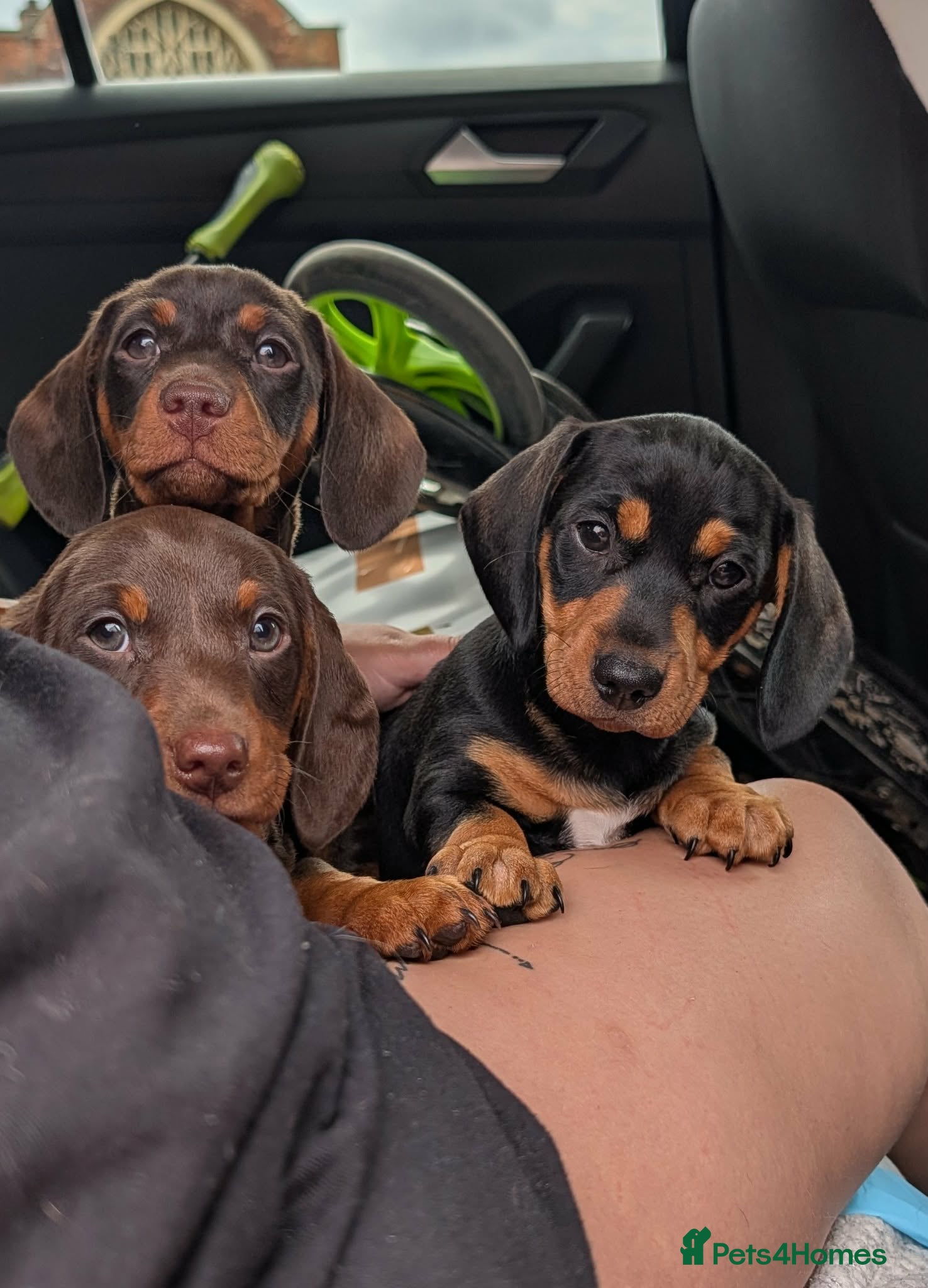 Miniature Dachshund dogs Miniature dachshund puppies - Advert 8