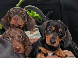 Miniature Dachshund dogs Miniature dachshund puppies - Advert 3