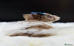 Yorkshire Terrier dogs for sale:  Ready to go Exotic Colourful Yorkshire Terriers - Advert 10