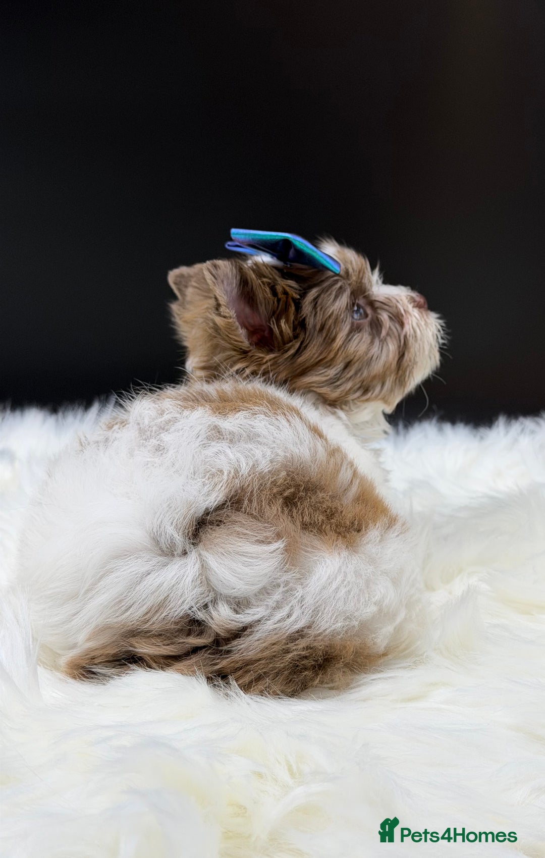 Yorkshire Terrier dogs for sale:  Ready to go Exotic Colourful Yorkshire Terriers - Advert 10