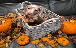 Miniature Dachshund dogs for sale: TRUE MINIATURE DASCHUND BABIES only 5 - Image 13