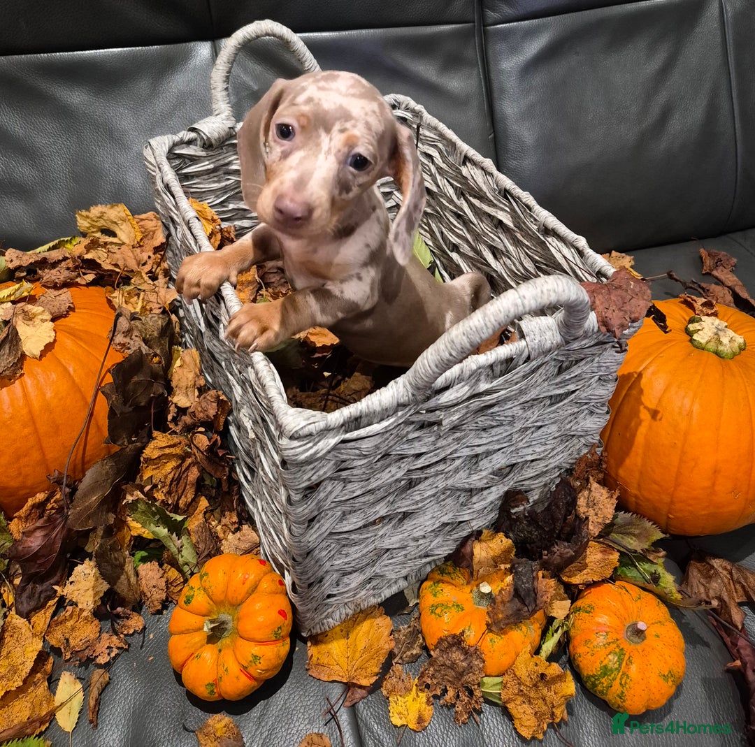 Miniature Dachshund dogs for sale: TRUE MINIATURE DASCHUND BABIES only 5 - Image 13