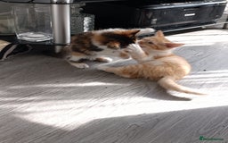 Domestic Shorthair cats for sale: cute mix breed kittens - Image 7