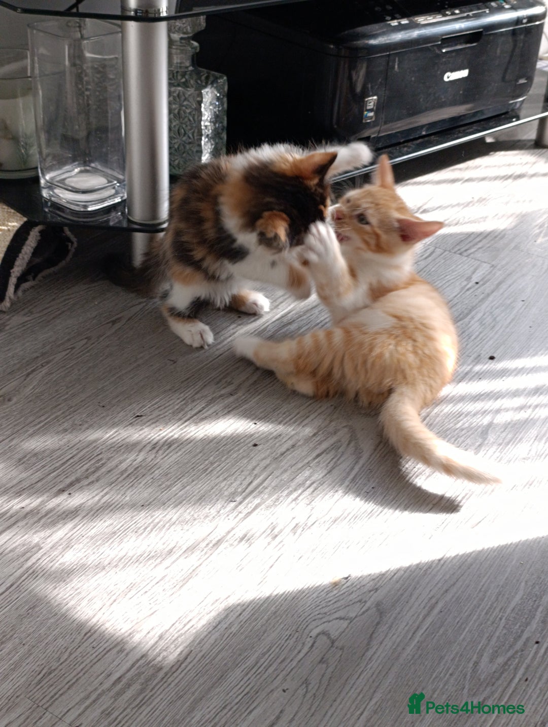 Domestic Shorthair cats for sale: cute mix breed kittens - Image 7
