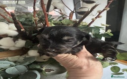 Jackapoo dogs for sale: Stunning Jackapoo pups  - Image 5
