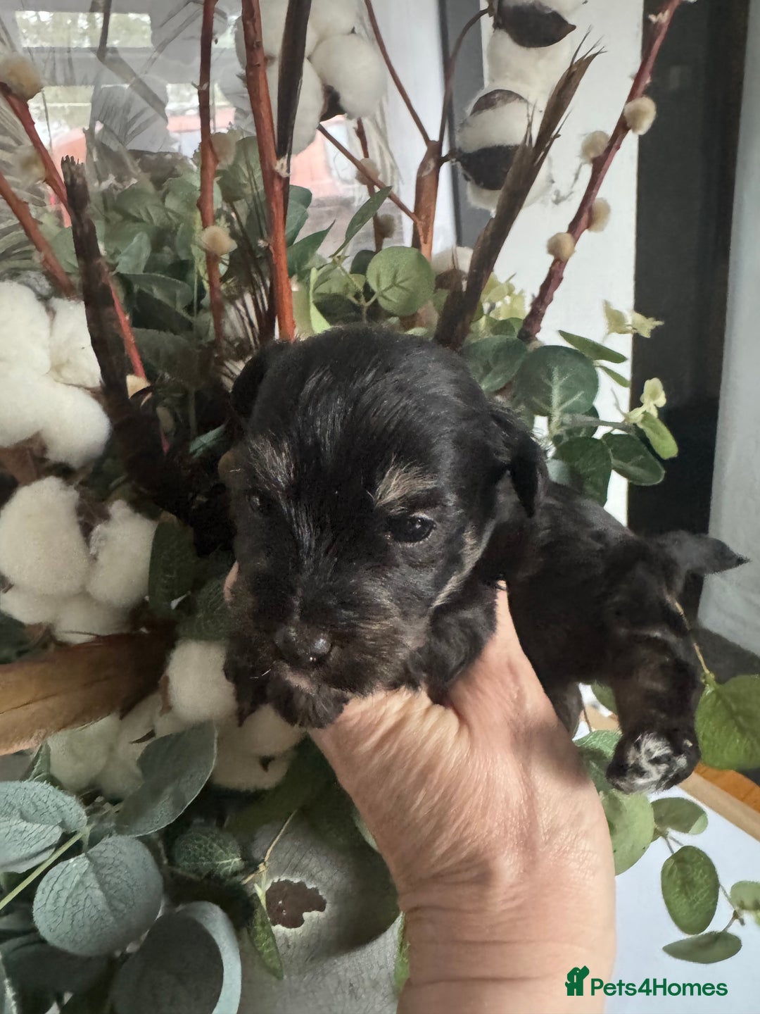 Jackapoo dogs for sale: Stunning Jackapoo pups  - Image 5